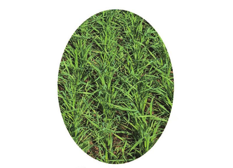 2BQB-24型高性能驅(qū)動耙谷物條播機(jī)